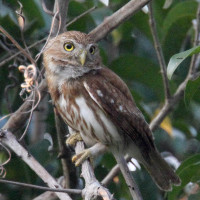 Ferruginous Pygmy-Owl